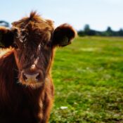 Brown Cattle on Green Lawn Grass during Daytime