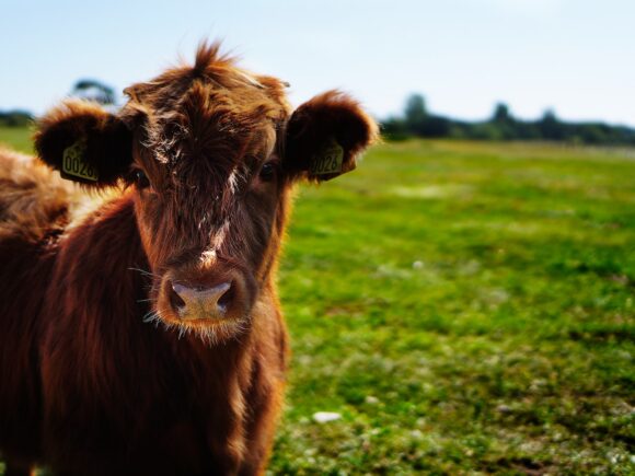 Facts about Ankole cows